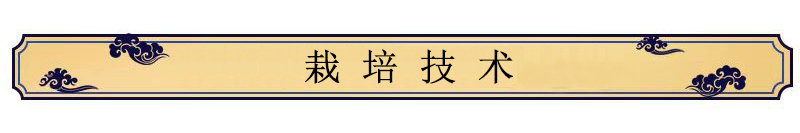 中藥材種植技術(shù)——沙棘